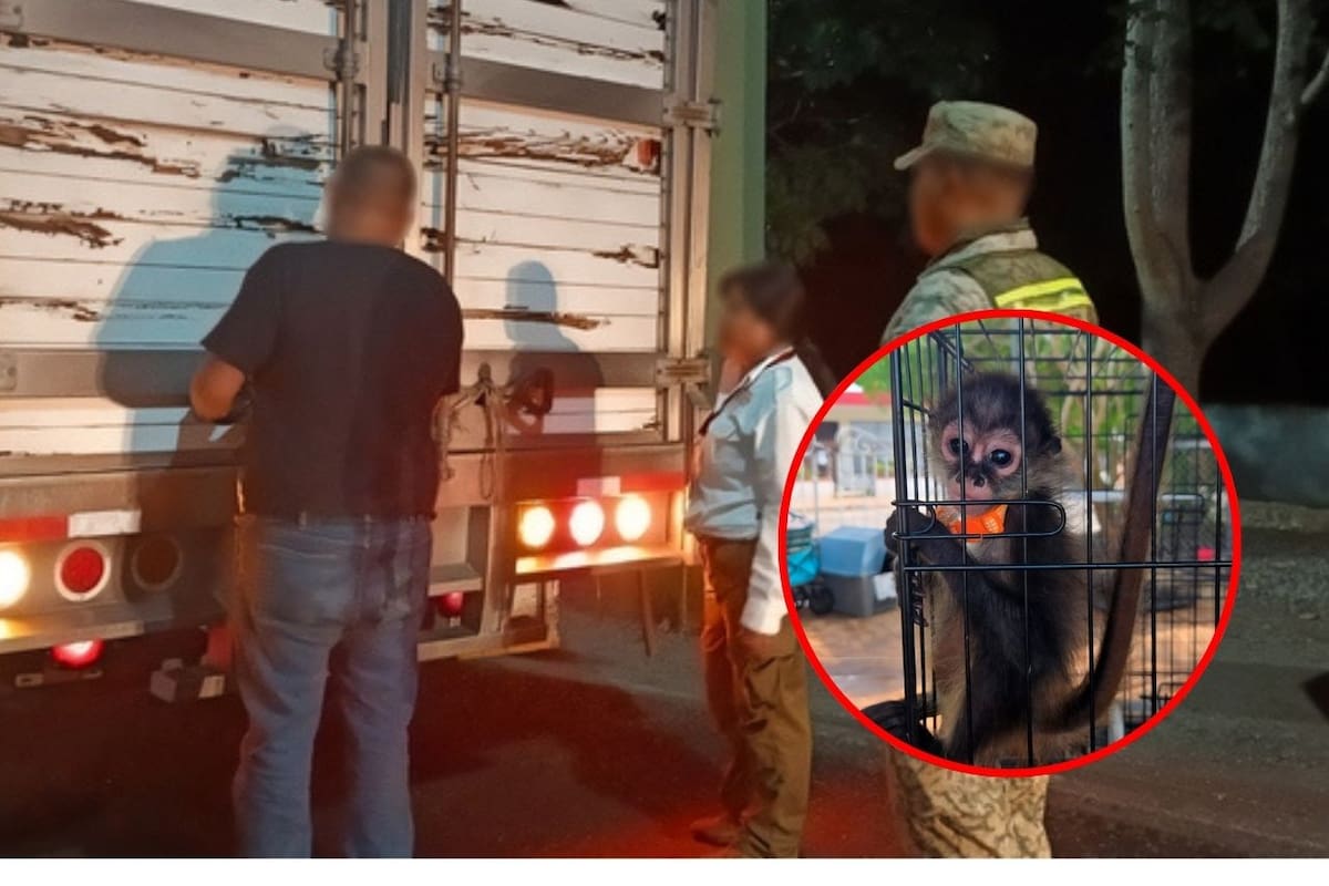 Profepa rescata 482 ejemplares de flora y fauna silvestre en operativo contra el tráfico ilegal en el sureste del país