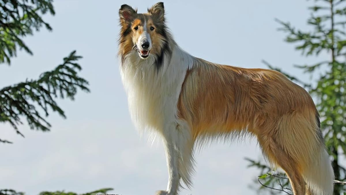 La lealtad y valentía de Lassie la convirtieron en un ícono del cine y la televisión.