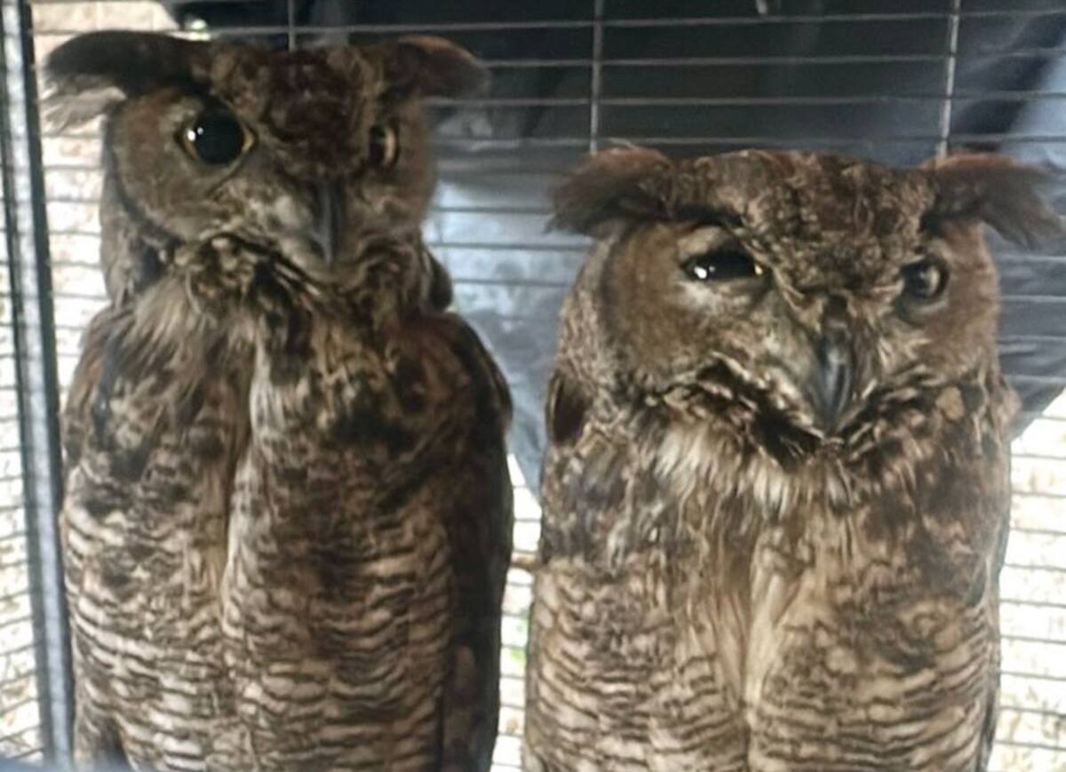 Un par de búhos.