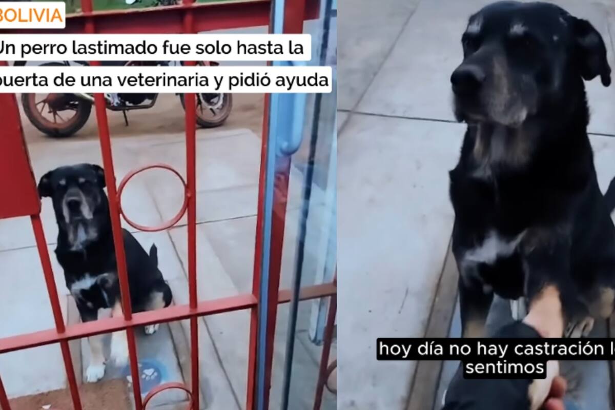 En Bolivia, un perro acudió solo a la veterinaria para recibir atención médica