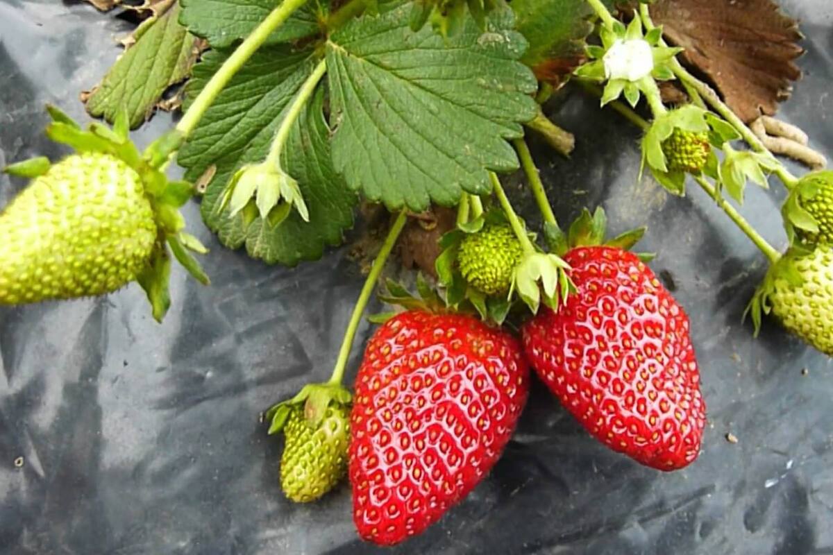 Avanzan siembras en la Zona Costa