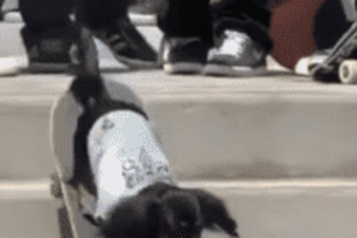 Video de perrito skater, se hace famoso en redes sociales