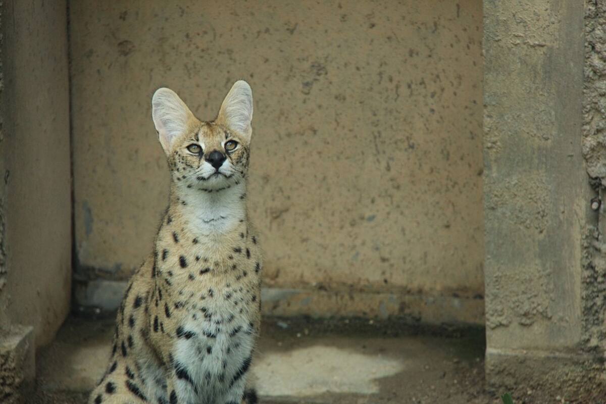 Felino salvaje africano aparece en la cama de una mujer