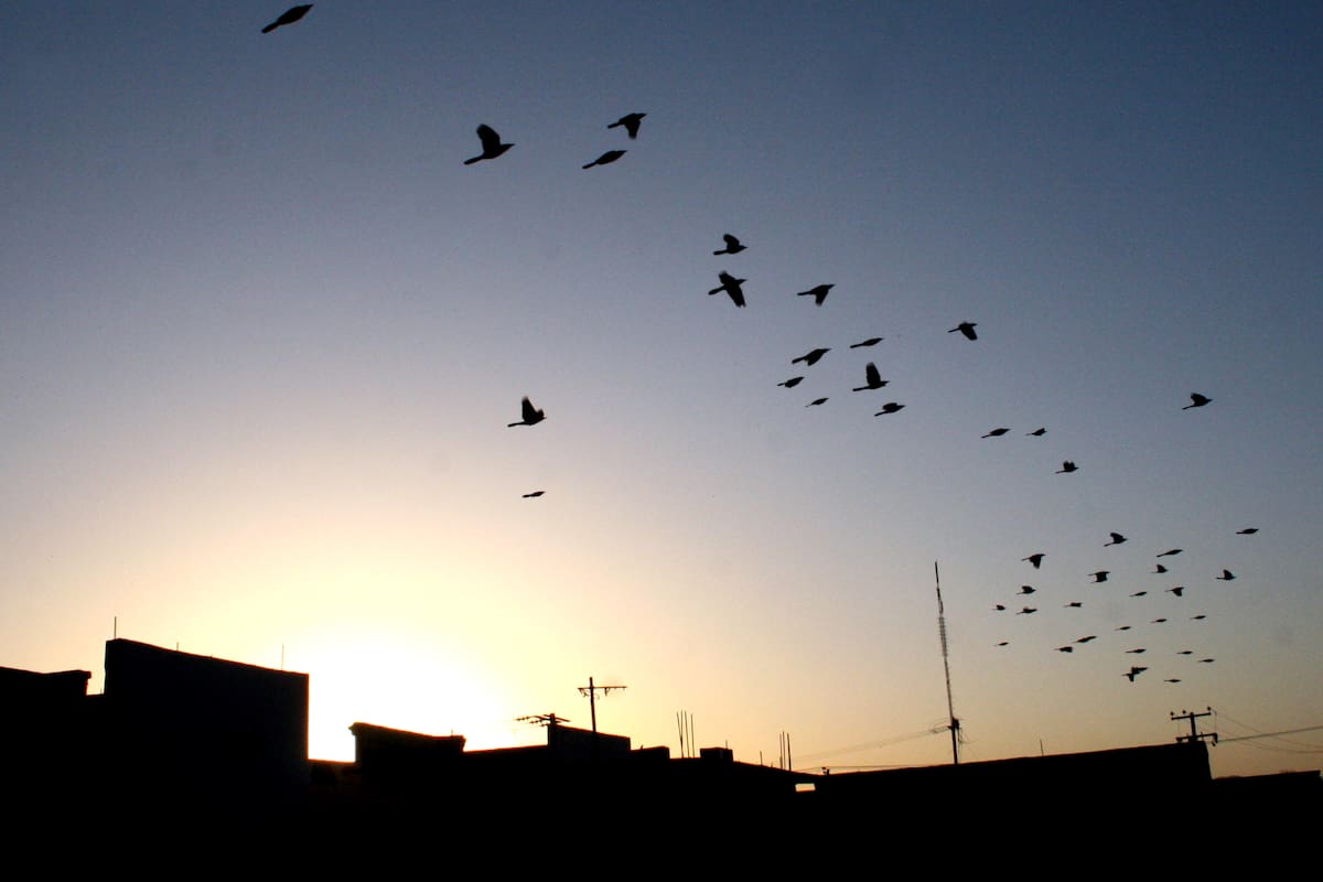 Arranca temporada de caza de palomas en Yuma; estas son las reglas para evitar multas