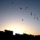 Arranca temporada de caza de palomas en Yuma; estas son las reglas para evitar multas