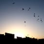 Arranca temporada de caza de palomas en Yuma; estas son las reglas para evitar multas