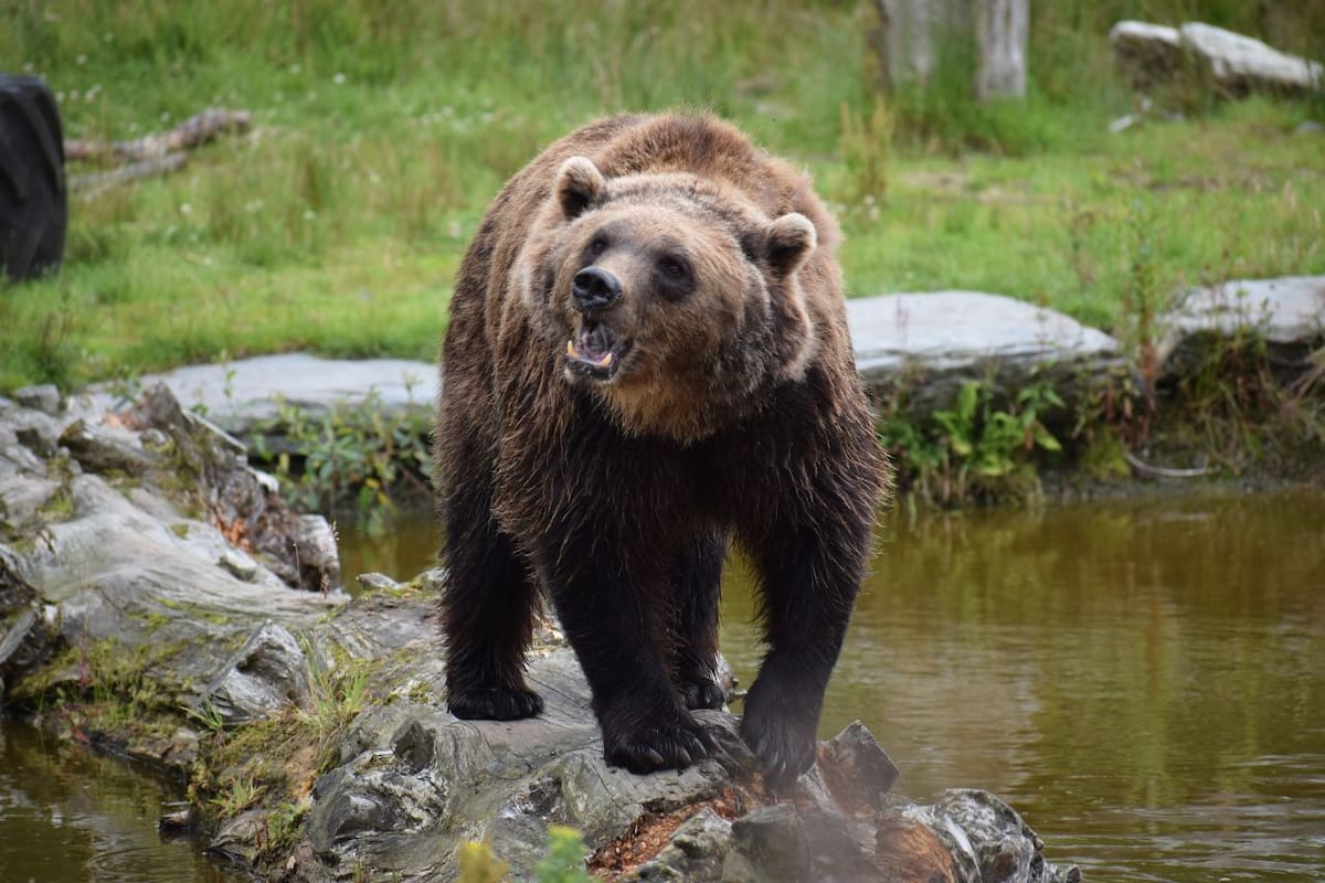 Profesores intervinieron con aerosol anti-osos y “bear bangers” en ataque de oso grizzly en Canadá que dejó a dos personas en estado crítico