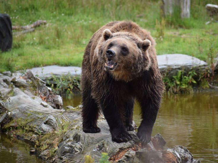 Profesores intervinieron con aerosol anti-osos y “bear bangers” en ataque de oso grizzly en Canadá que dejó a dos personas en estado crítico