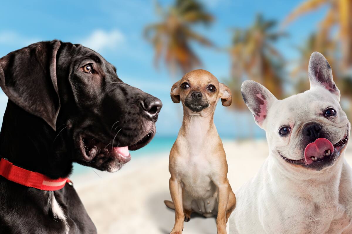 ¿Llevar a tu perro a la playa? Esto es lo que debes saber antes de hacerlo