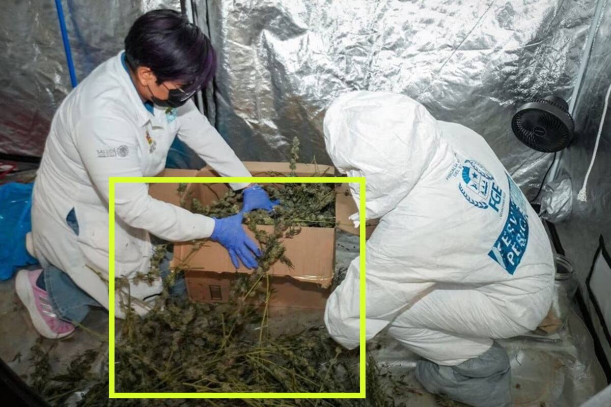 Desmantelan invernadero de mariguana en Quintana Roo