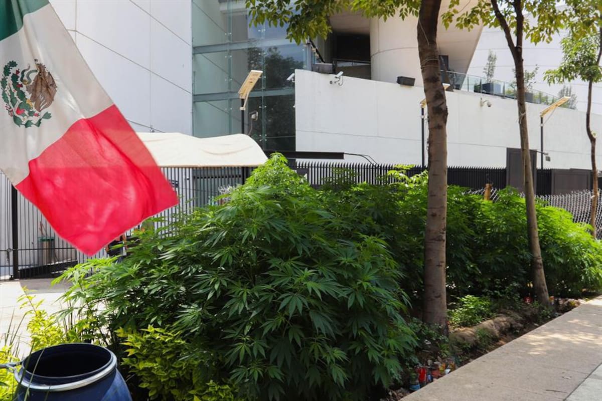Crece plantación de mariguana fuera de las instalaciones del Senado mexicano