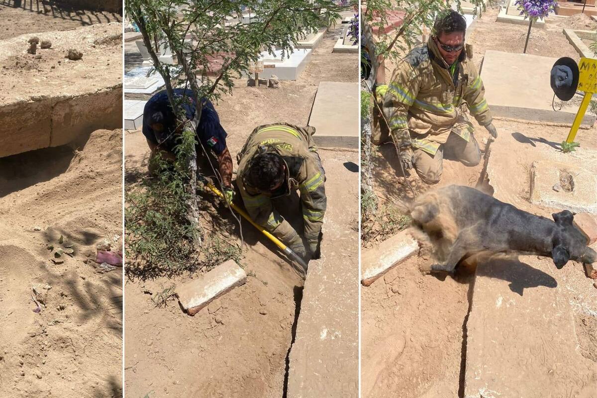 Rescatan Bomberos de Caborca a perro atrapado en el interior de una sepultura