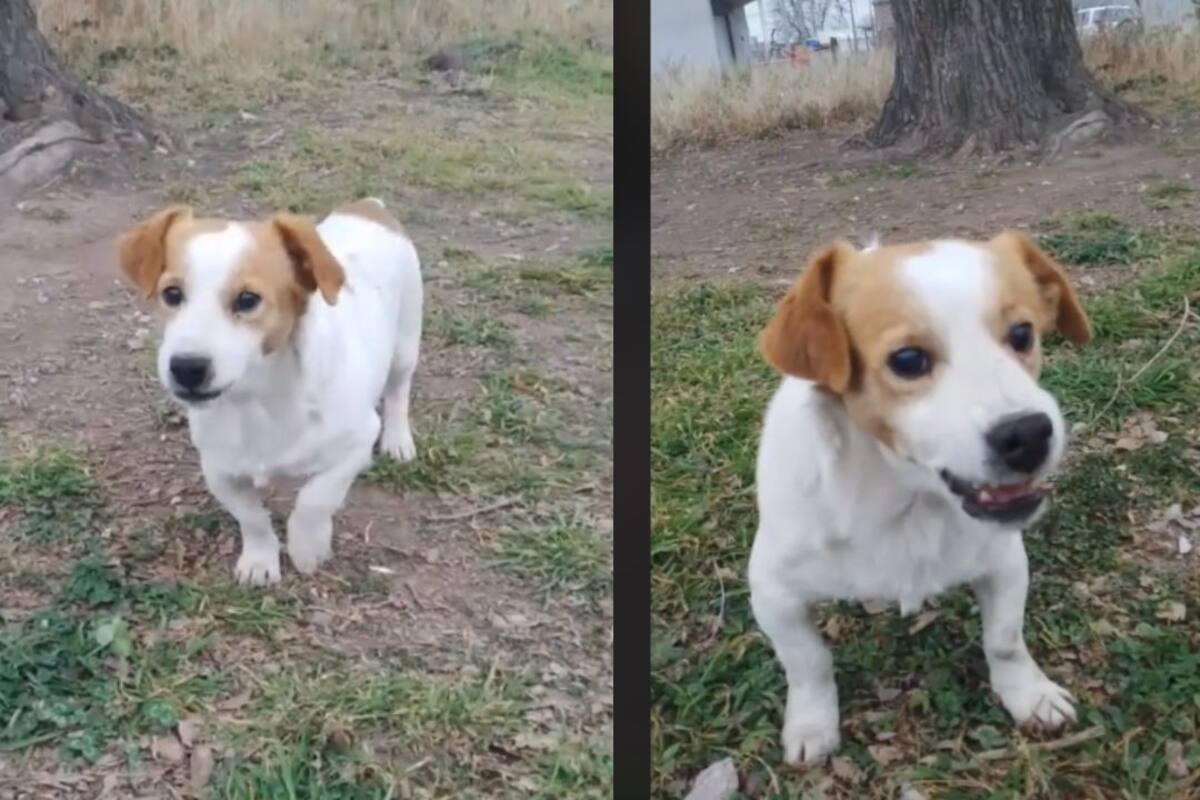 TikTok: Perro odia la canción “Mi bebito fiu fiu” y ataca a su dueño cuando la escucha