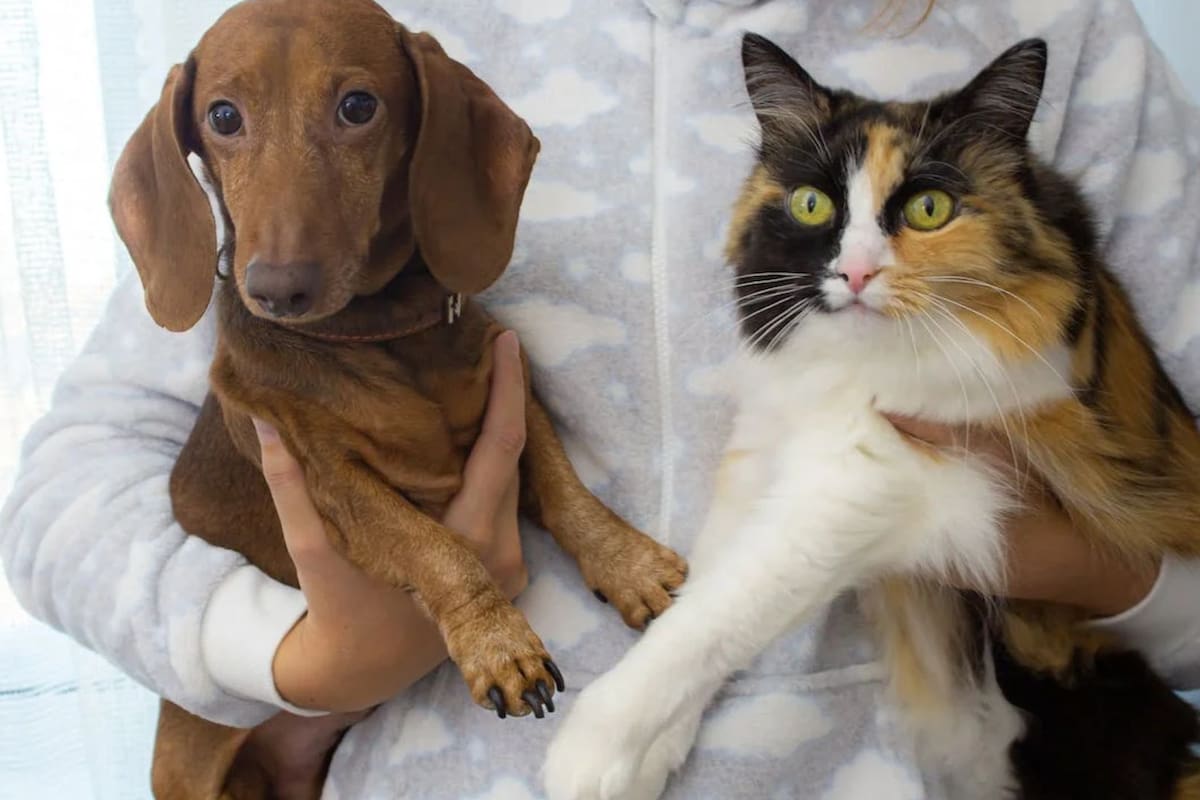 ¿Perros o gatos? La ciencia revela cuál es el animal más inteligente