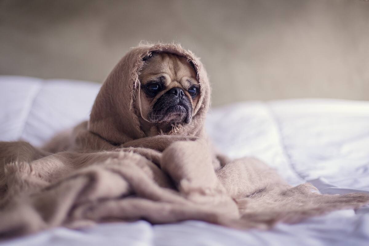 Alertan por brucelosis en perros; puede afectar a humanos