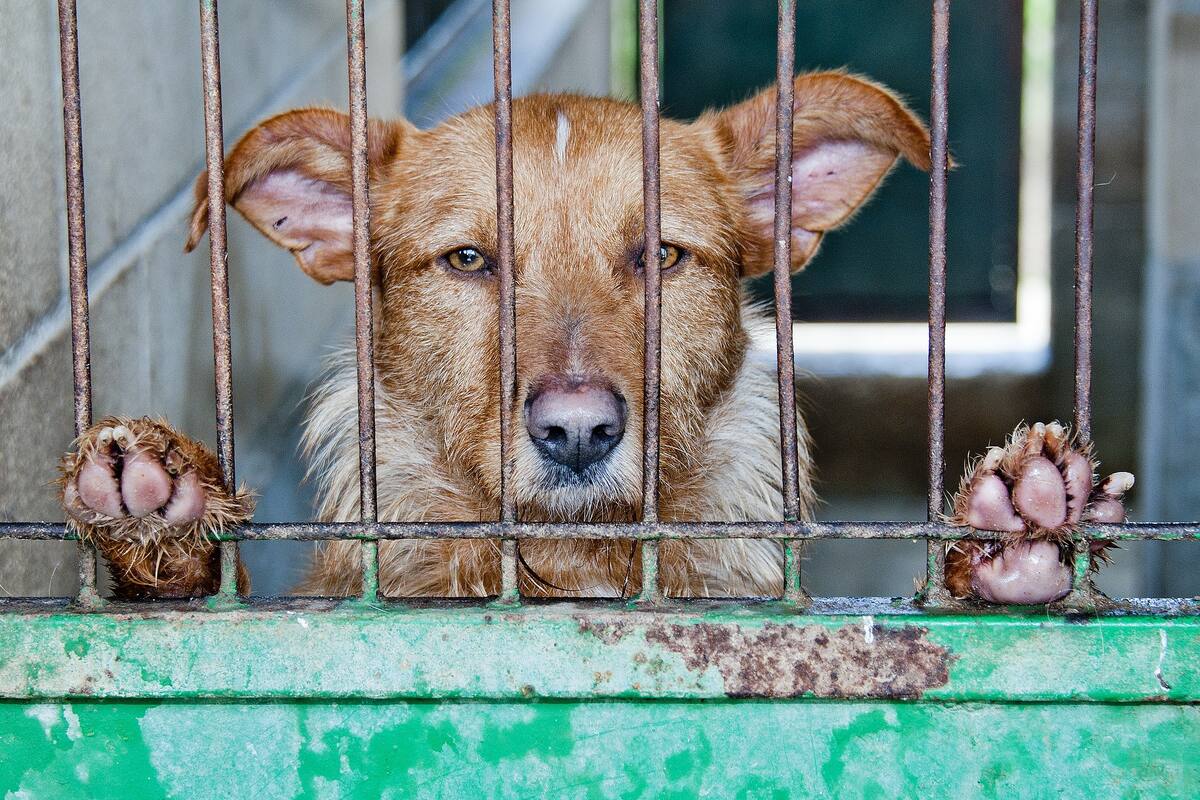 Shenzhen, la ciudad de China que prohíbe comer perros y gatos tras COVID-19