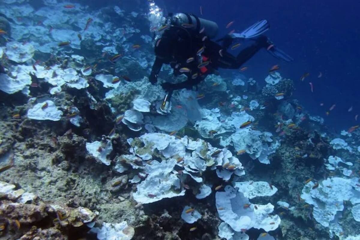 Poner altavoces al lado de los arrecifes de coral muertos ayuda a resucitarlos: Estudio