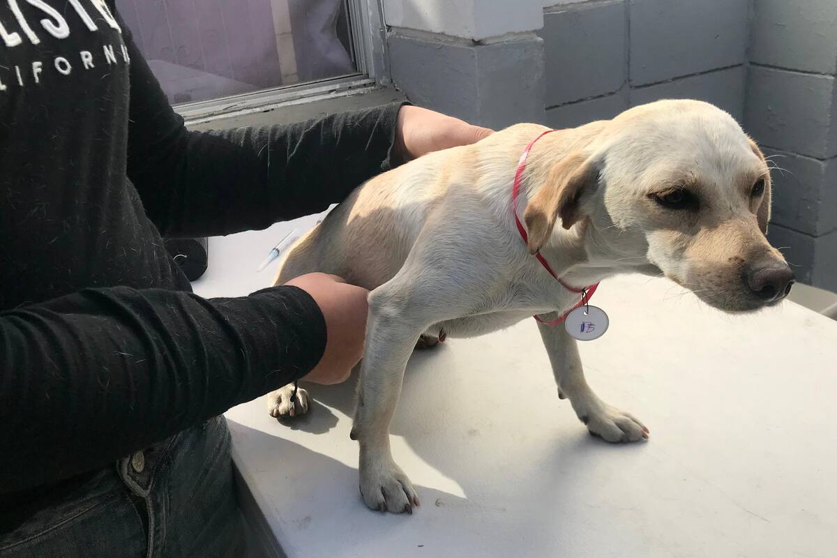 Siguen jornadas de esterilización de perros y gatos