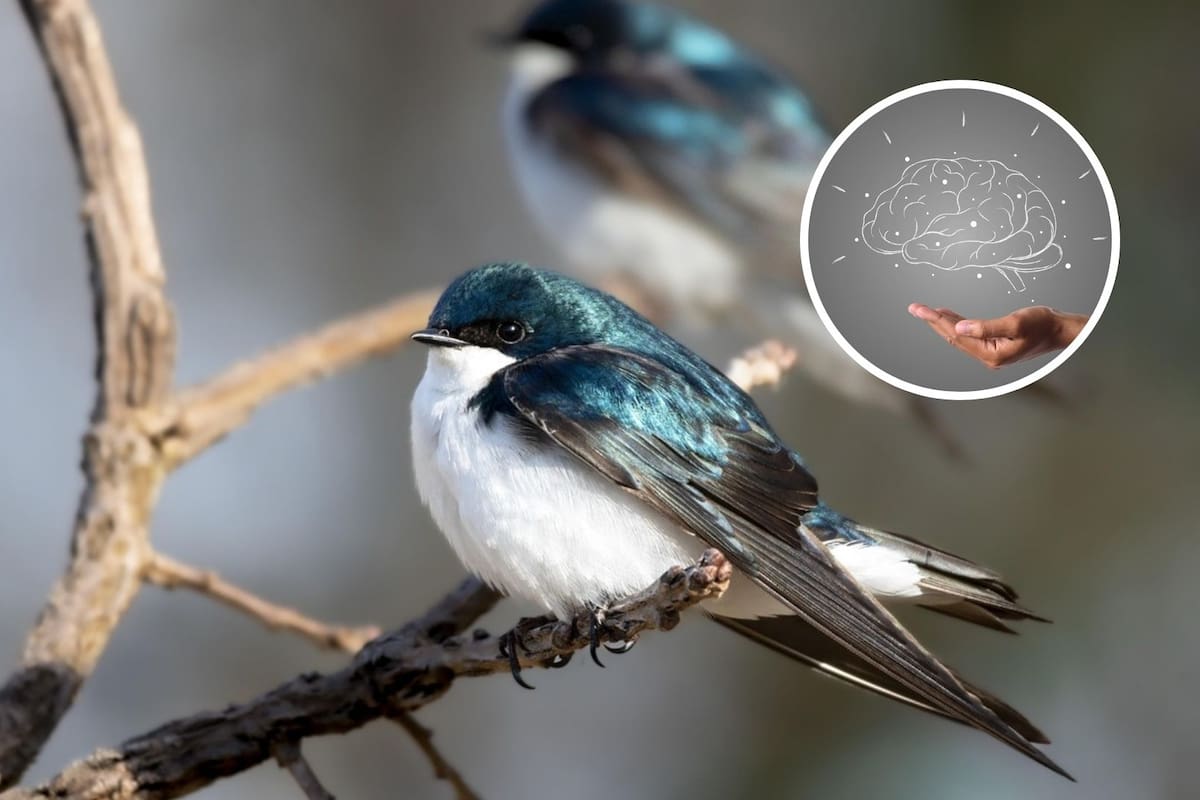 Escuchar el canto de los pájaros  puede calmar la ansiedad y la depresión,según estudios