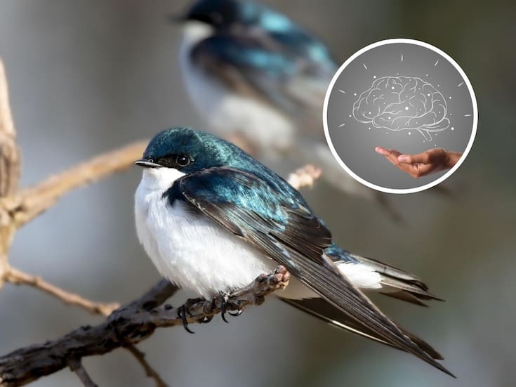 Escuchar el canto de los pájaros  puede calmar la ansiedad y la depresión,según estudios