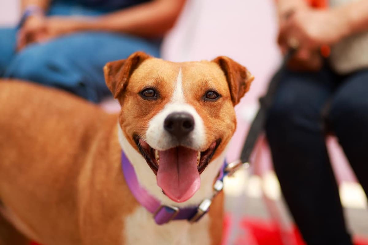 Abren nuevo Centro de Bienestar Animal en Tecate para atender a perros y gatos