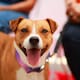 Abren nuevo Centro de Bienestar Animal en Tecate para atender a perros y gatos