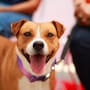 Abren nuevo Centro de Bienestar Animal en Tecate para atender a perros y gatos