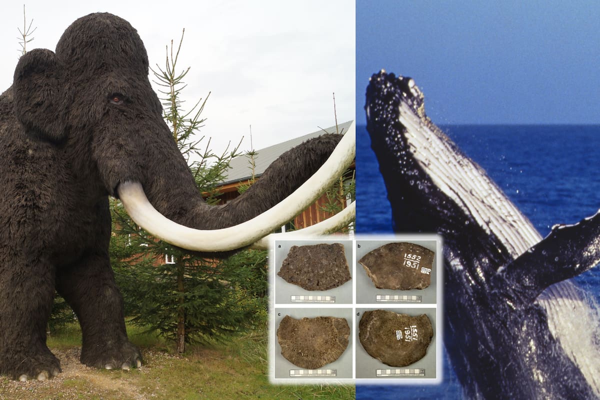 Error histórico: restos considerados de mamut durante décadas resultan ser de ballena en Alaska