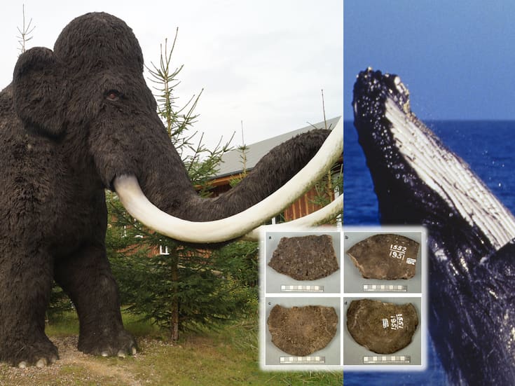 Error histórico: restos considerados de mamut durante décadas resultan ser de ballena en Alaska