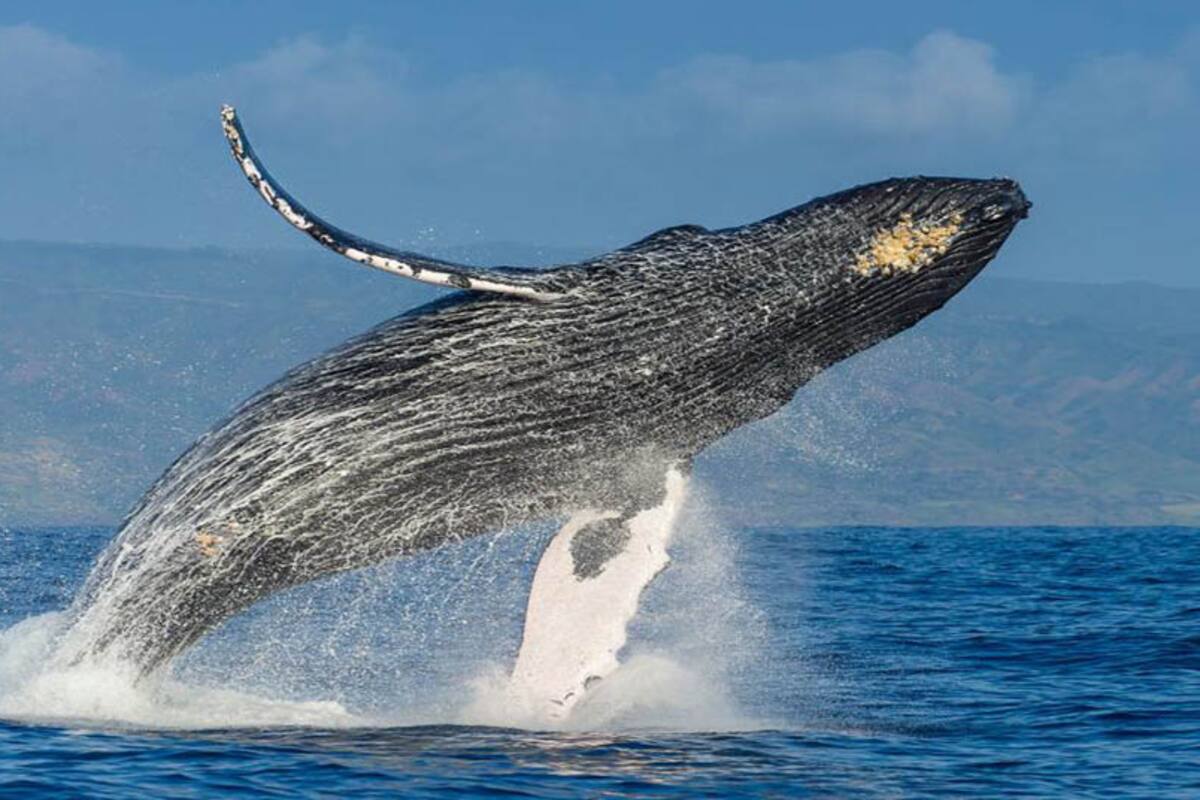 Debido a la pandemia no se realizará avistamiento de ballenas