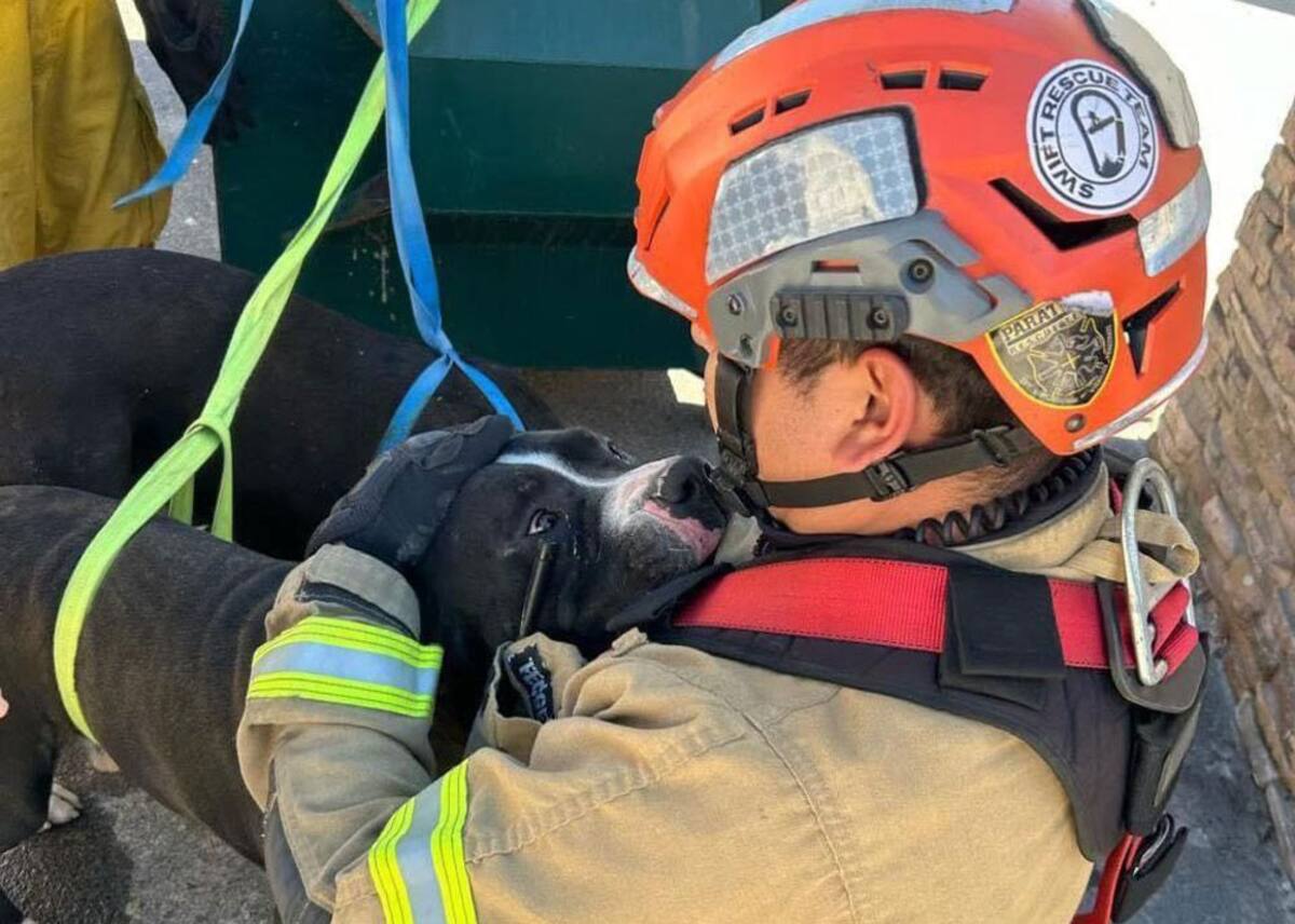 Dos canes fueron rescatados por elementos de Bomberos Tijuana en un cerro cerca del bulevar Clouthier.