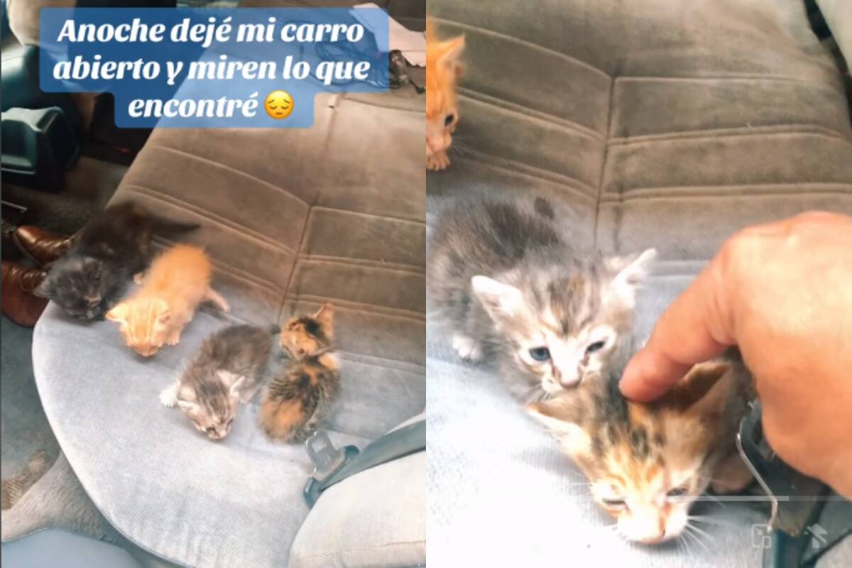 Hombre se lleva una gran sorpresa al abrir su auto: ¡una camada de gatitos estaban en los asientos traseros!