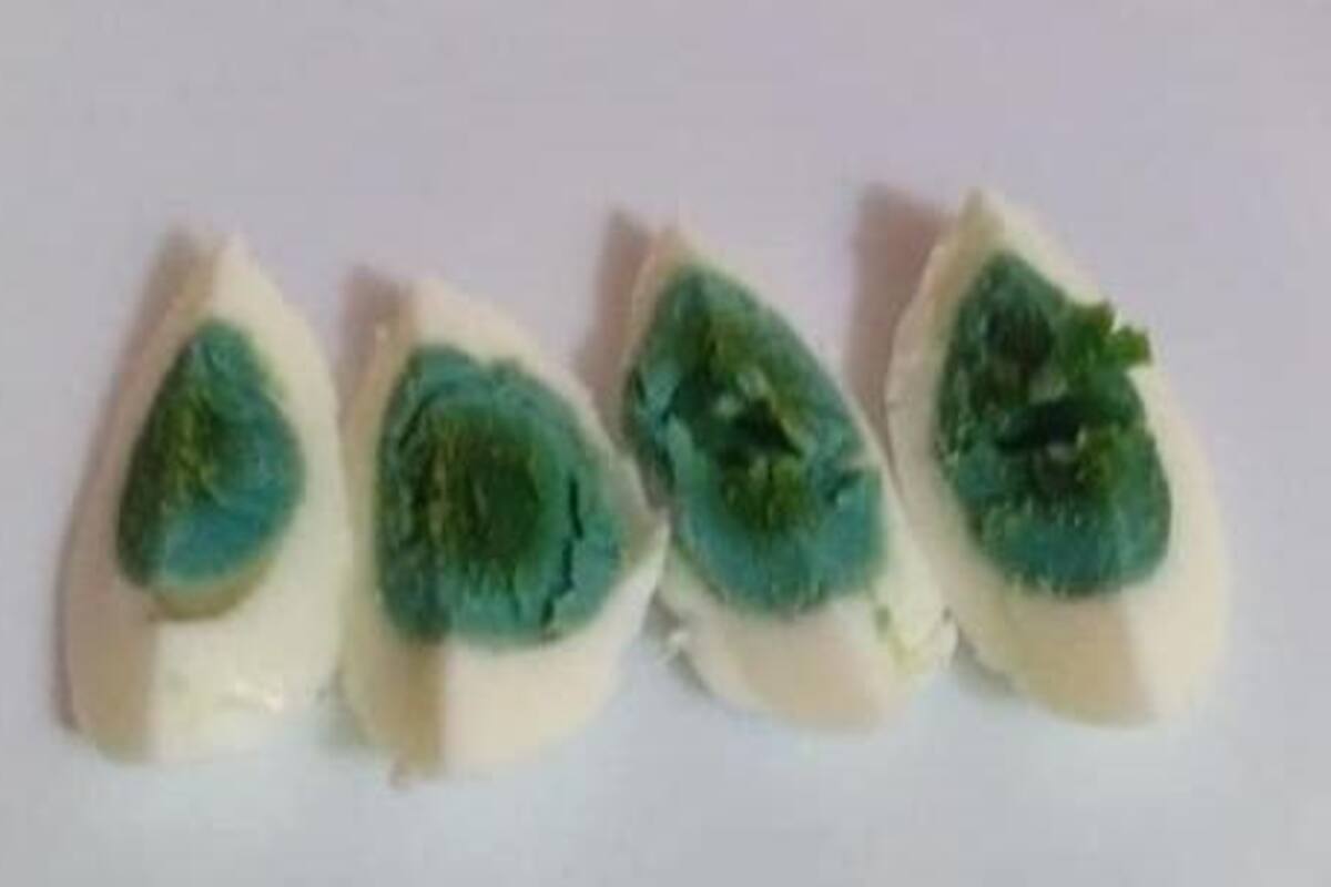 Gallina pone huevos con la yema verde