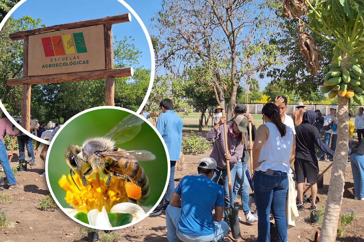 Crean jardín de polinizadores en Itson