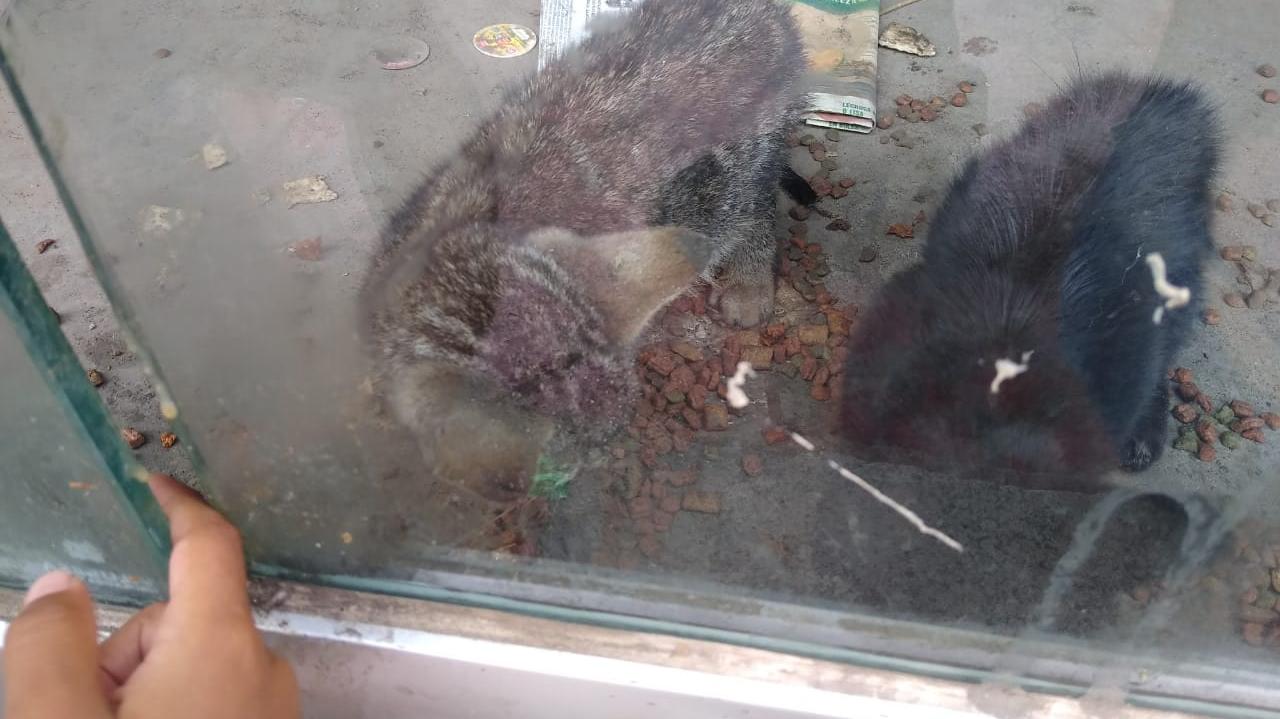 Causa indignación muerte de gatos en local abandonado