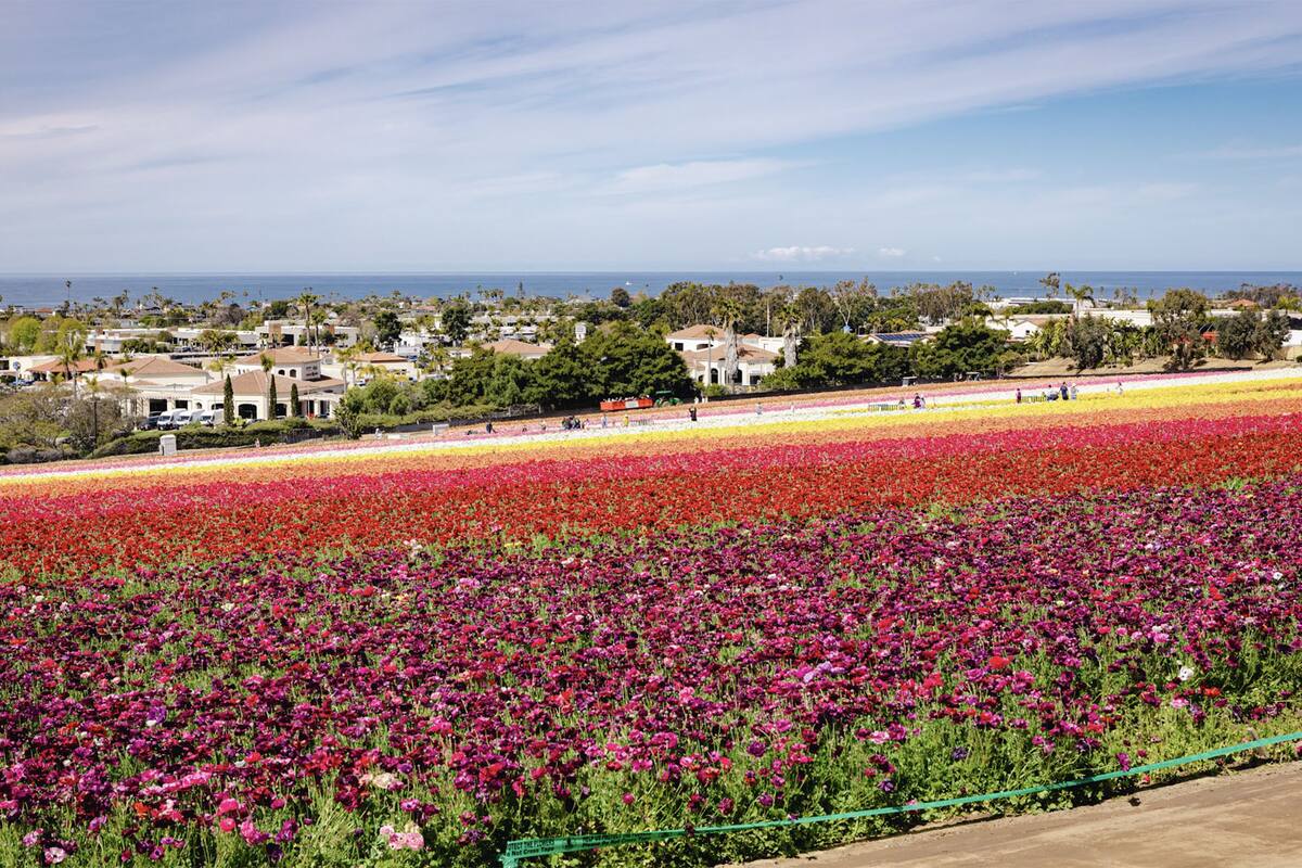 Campo de flores de San Diego tendrá varios eventos este mes