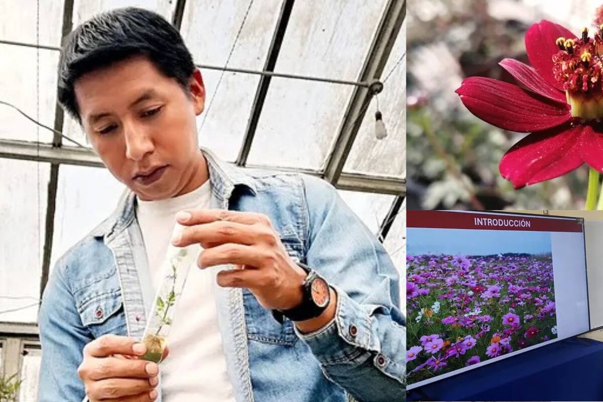 Investigador mexicano logra la recuperación de una flor endémica de México que se consideraba extinta