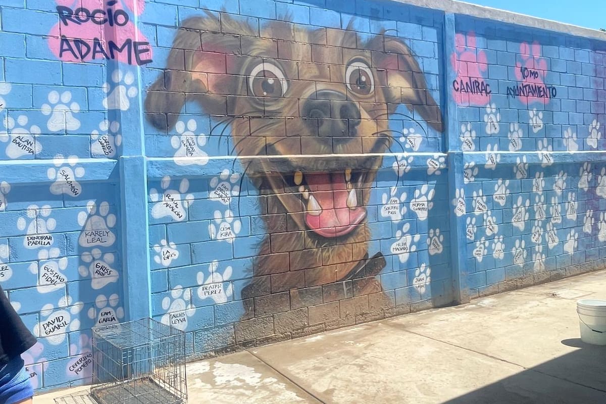 Voluntariado animalista denuncia a funcionaria de Rosarito por presunto acoso y agresión verbal