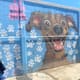 Voluntariado animalista denuncia a funcionaria de Rosarito por presunto acoso y agresión verbal