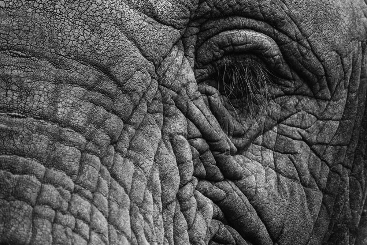 Cría de elefante huérfana regresa a su cuidador tras ser rechazado por manada