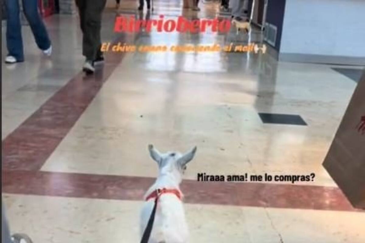 Joven sorprende al llevar a su chivito de paseo por centro comercial en Chihuahua