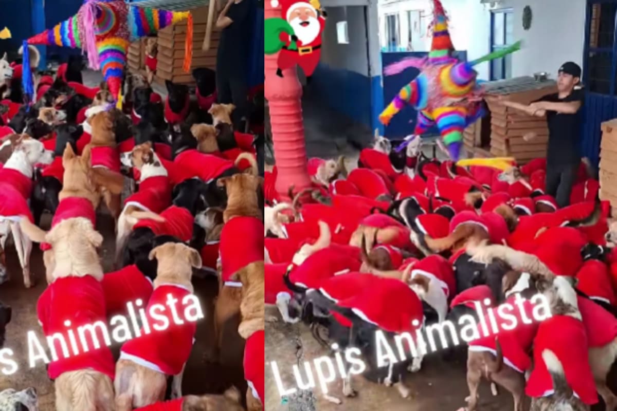 Refugio de perritos se vuelve viral por celebrar posada y disfrazarlos de Santa Claus