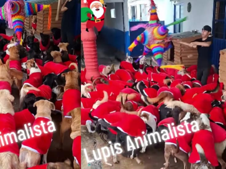 Refugio de perritos se vuelve viral por celebrar posada y disfrazarlos de Santa Claus