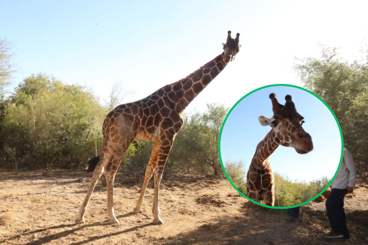 Centro Ecológico estrena habitante: Jirafa macho de 4 metros de altura y con peso de 700 kilos se encuentra en proceso de adaptación