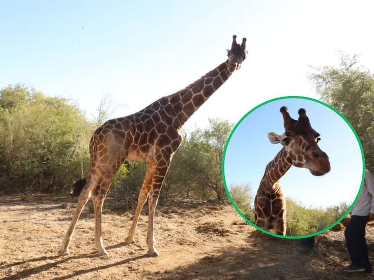 Centro Ecológico estrena habitante: Jirafa macho de 4 metros de altura y con peso de 700 kilos se encuentra en proceso de adaptación