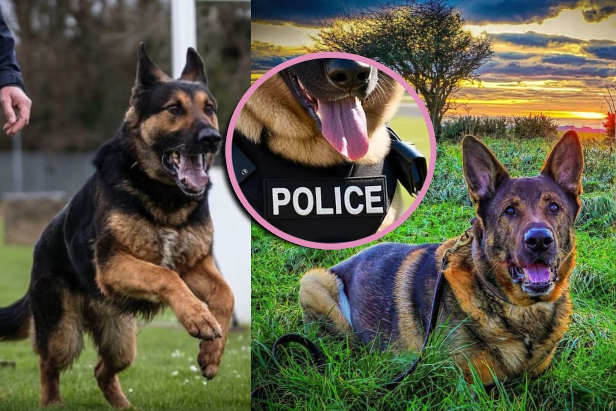Muere perro policía en Hawái tras quedar encerrado en un vehículo caliente: Esto dijeron las autoridades