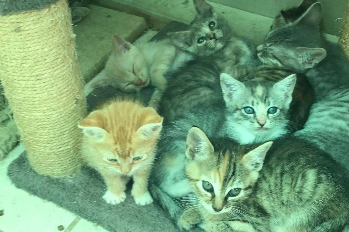 Ofrecen en adopción gatitos en Centro de Control Canino en Rosarito