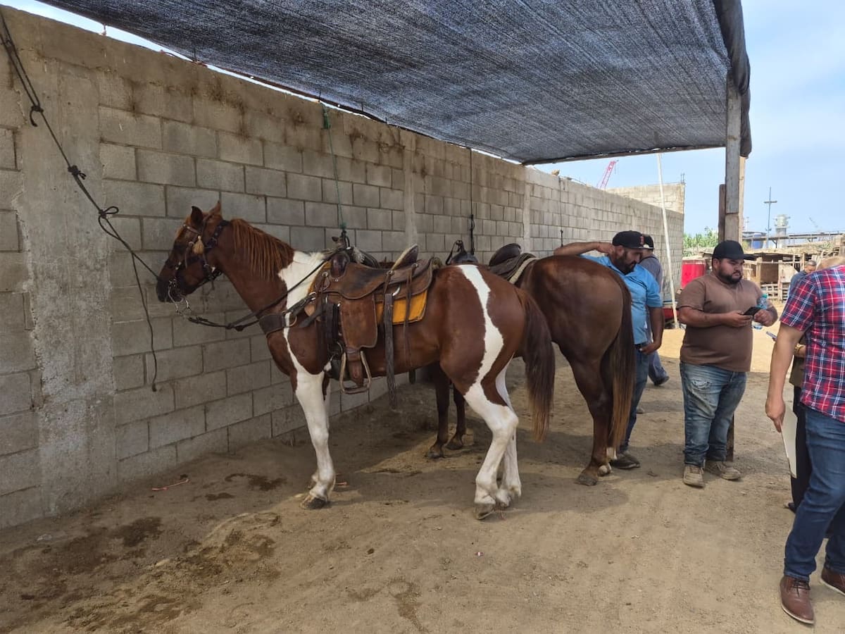 Autoridades inspeccionaron 21 caballos en Playa Hermosa tras la muerte de una yegua y prevén retirar algunos animales por las condiciones en que fueron encontrados.
Foto: Cortesía.
