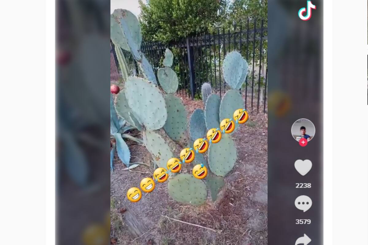 Tik Toker dice que los mexicanos parecen puercos por comer nopales