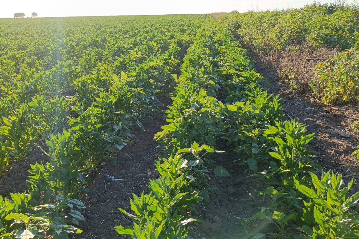 “Golpea” sequía a los agricultores de Sonora